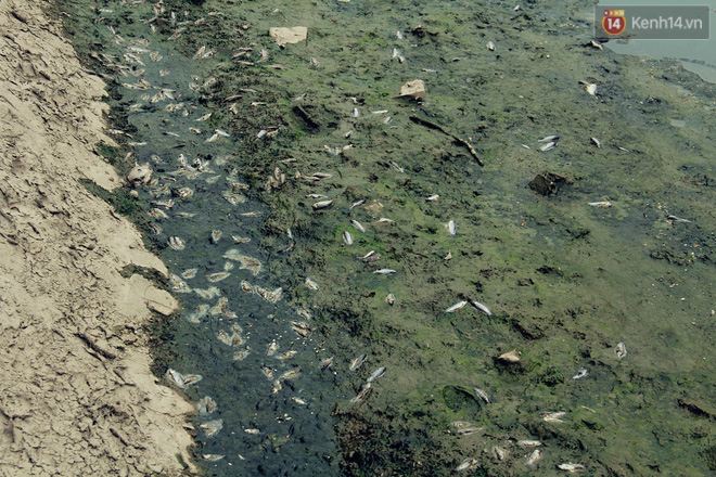Nước Hồ Tây xả vào sông Tô Lịch sau 5 ngày: Cá chết nổi trắng, bốc mùi hôi trở lại 11