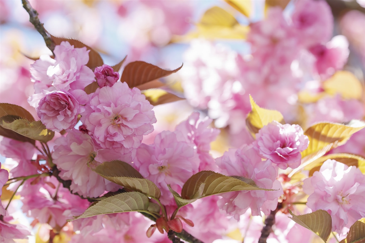 Hoa nở trái mùa và lý giải của Chuyên gia - Hoa anh đào Nhật Bản