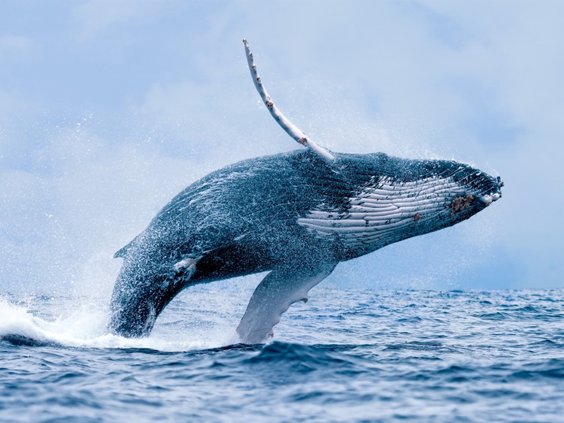 Chống biến đổi khí hậu: Cá voi hấp thụ CO2 bằng hàng vạn cây xanh 1