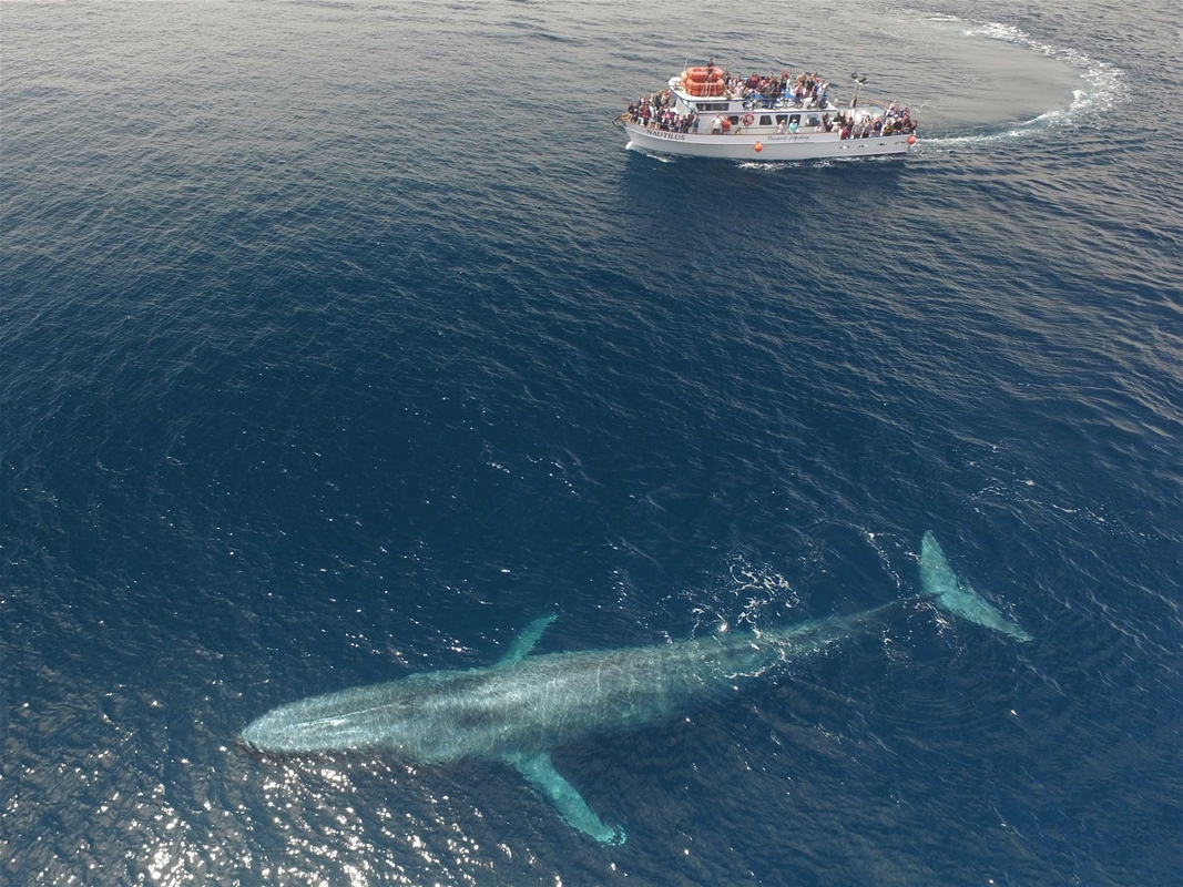 Chống biến đổi khí hậu: Cá voi hấp thụ CO2 bằng hàng vạn cây xanh 2