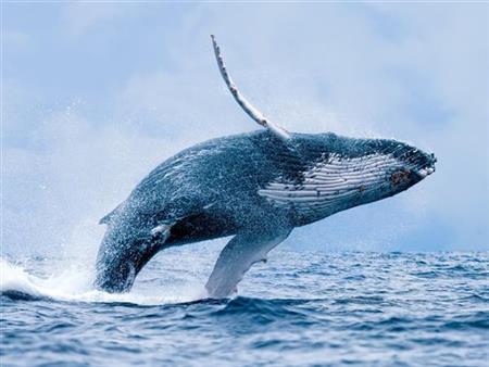 Chống biến đổi khí hậu: Cá voi hấp thụ CO2 bằng hàng vạn cây xanh